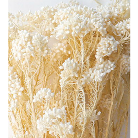 Озотамнус Ecry White оптом (1 пучок) стабилизированный