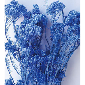 Озотамнус Electric blue оптом (1 пучок) стабилизированный