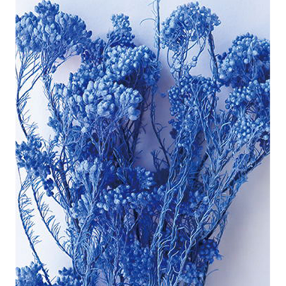 Озотамнус Electric blue оптом (1 пучок) стабилизированный