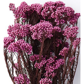 Озотамнус Fuchsia оптом (1 пучок) стабилизированный