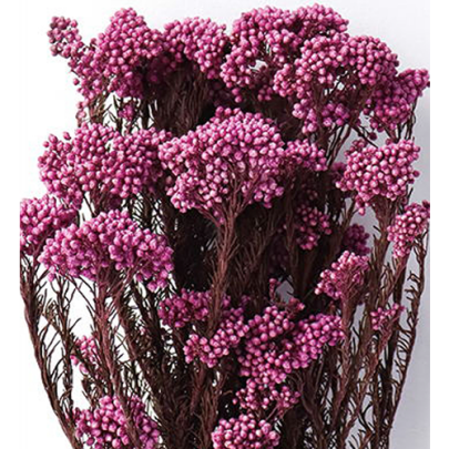 Озотамнус Fuchsia (1 пучок) стабилизированный