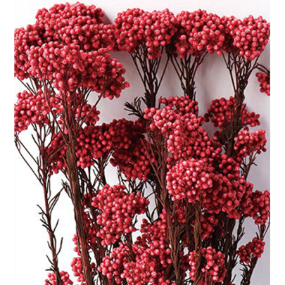 Озотамнус Grenadine оптом (1 пучок) стабилизированный