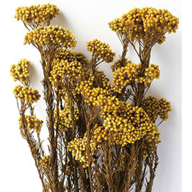 Озотамнус Imperial Yellow оптом (1 пучок) стабилизированный