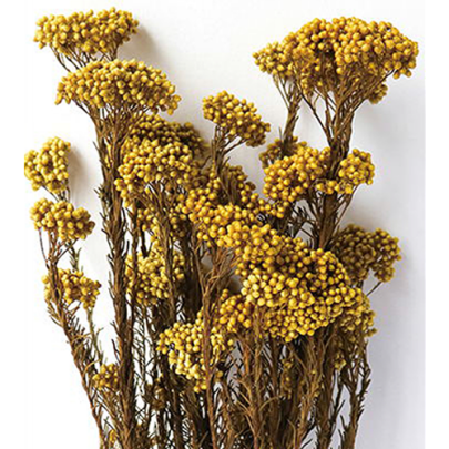 Озотамнус Imperial Yellow оптом (1 пучок) стабилизированный