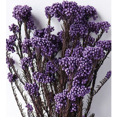 Озотамнус Indigo web (1 пучок) стабилизированный