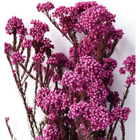 Озотамнус Magenta Fuchsia оптом (1 пучок) стабилизированный