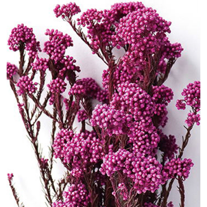 Озотамнус Magenta Fuchsia оптом (1 пучок) стабилизированный