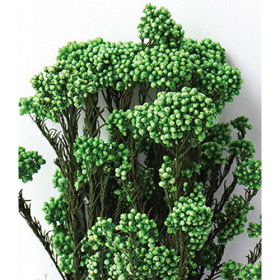 Озотамнус Peppermint оптом (1 пучок) стабилизированный