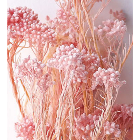 Озотамнус Pink оптом (1 пучок) стабилизированный