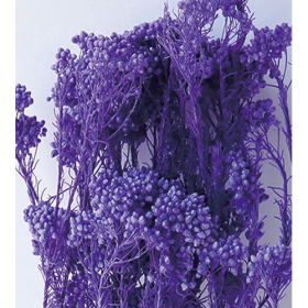 Озотамнус Purple оптом (1 пучок) стабилизированный