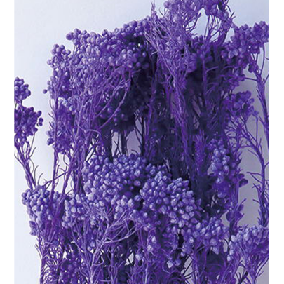 Озотамнус Purple оптом (1 пучок) стабилизированный