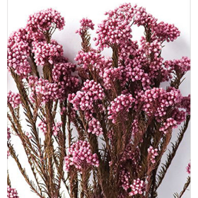 Озотамнус Rose оптом (1 пучок) стабилизированный