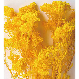 Озотамнус Safran оптом (1 пучок) стабилизированный