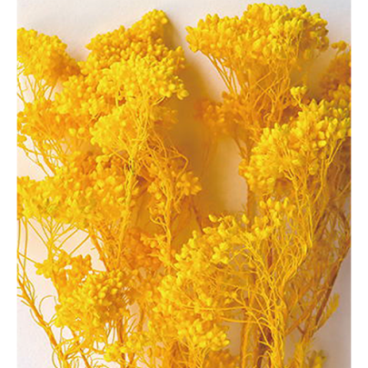 Озотамнус Safran (1 пучок) стабилизированный