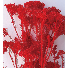 Озотамнус Scarlet (1 пучок) стабилизированный