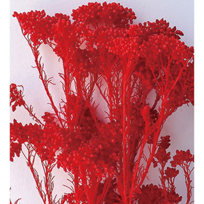 Озотамнус Scarlet оптом (1 пучок) стабилизированный