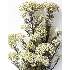 Озотамнус White оптом (1 пучок) стабилизированный