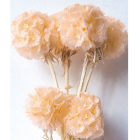 Скабиоза Bisque сухоцвет (1 пуч-10шт) фото