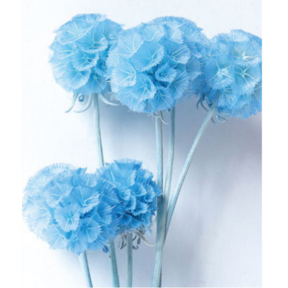 Скабиоза Blue sky сухоцвет оптом (1 пуч-10шт) фото