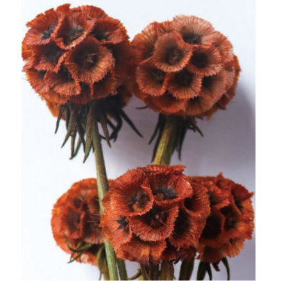 Скабиоза Carrot сухоцвет оптом (1 пуч-10шт) фото