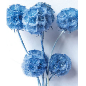 Скабиоза Cerulean сухоцвет (1 пуч-10шт) фото