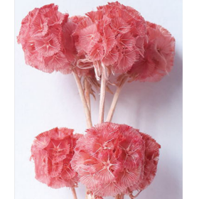 Скабиоза Crimson сухоцвет (1 пуч-10шт) фото