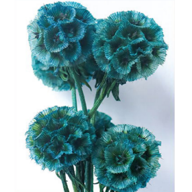 Скабиоза Duck сухоцвет (1 пуч-10шт) фото