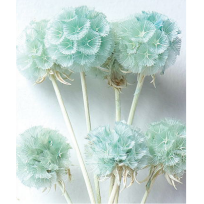 Скабиоза Frosted сухоцвет оптом (1 пуч-10шт) фото