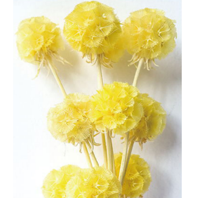 Скабиоза Golden button сухоцвет оптом (1 пуч-10шт) фото