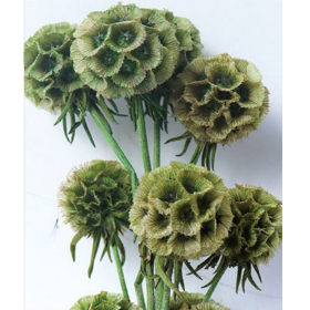 Скабиоза Green lawyer сухоцвет оптом (1 пуч-10шт) фото