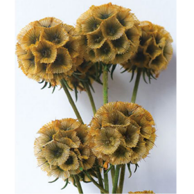 Скабиоза Honey сухоцвет (1 пуч-10шт) фото