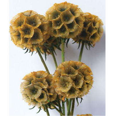 Скабиоза Honey сухоцвет оптом (1 пуч-10шт) фото