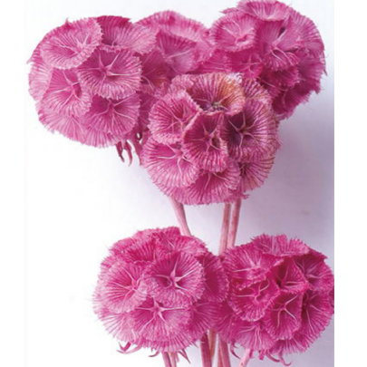 Скабиоза Magenta fuchsia сухоцвет оптом (1 пуч-10шт) фото