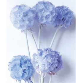 Скабиоза Maya blue сухоцвет (1 пуч-10шт) фото