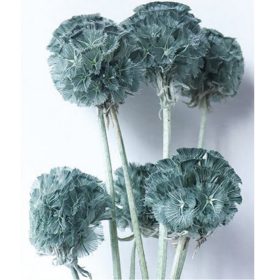 Скабиоза Pastel сухоцвет оптом (1 пуч-10шт) фото
