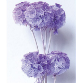 Скабиоза Pervenche сухоцвет (1 пуч-10шт) фото