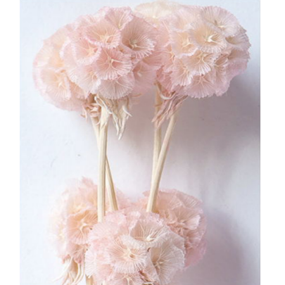 Скабиоза Pink сухоцвет оптом (1 пуч-10шт) фото