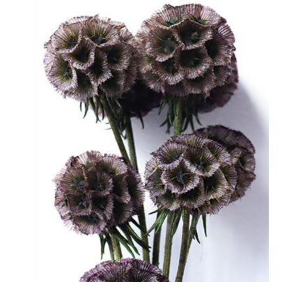 Скабиоза Cassis сухоцвет оптом (1 пуч-10шт) фото