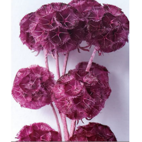 Скабиоза Raspberry сухоцвет (1 пуч-10шт) фото