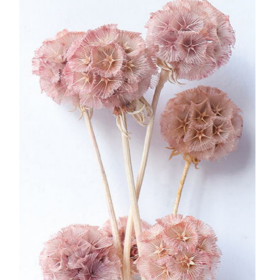 Скабиоза Red ochre сухоцвет (1 пуч-10шт) фото