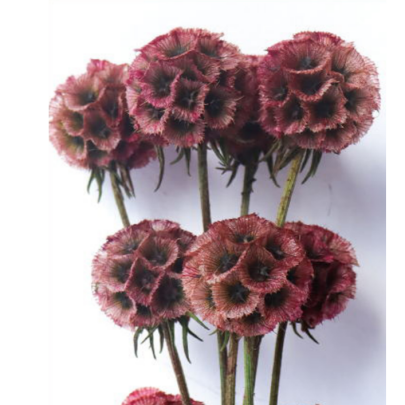 Скабиоза Terracotta сухоцвет оптом (1 пуч-10шт) фото