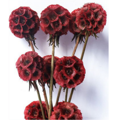 Скабиоза Turkish red сухоцвет (1 пуч-10шт) фото