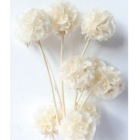 Скабиоза White ivory сухоцвет (1 пуч-10шт) фото