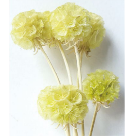 Скабиоза Yellow mimosa сухоцвет (1 пуч-10шт) фото