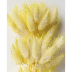 Лагурус Duble Yellow  сухоцвет (1 штука) фото