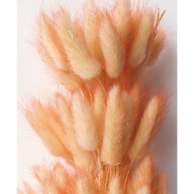 Лагурус Peach puff сухоцвет оптом (1 пучок - 50 шт) фото