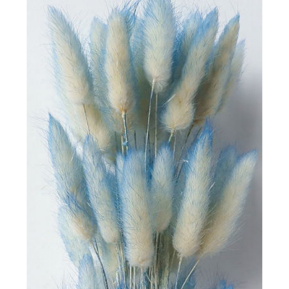 Лагурус Light blue сухоцвет оптом (1 пучок - 50 шт)