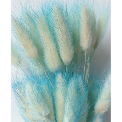 Лагурус Aqua (cyan) сухоцвет (1 пучок - 50 шт) фото