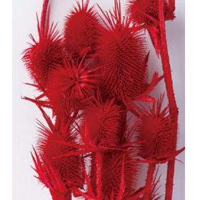 Эрингиум Crimson сухоцвет оптом (1 пучок-10 шт) фото