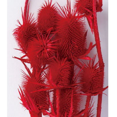 Эрингиум Crimson сухоцвет оптом (1 пучок-10 шт) фото